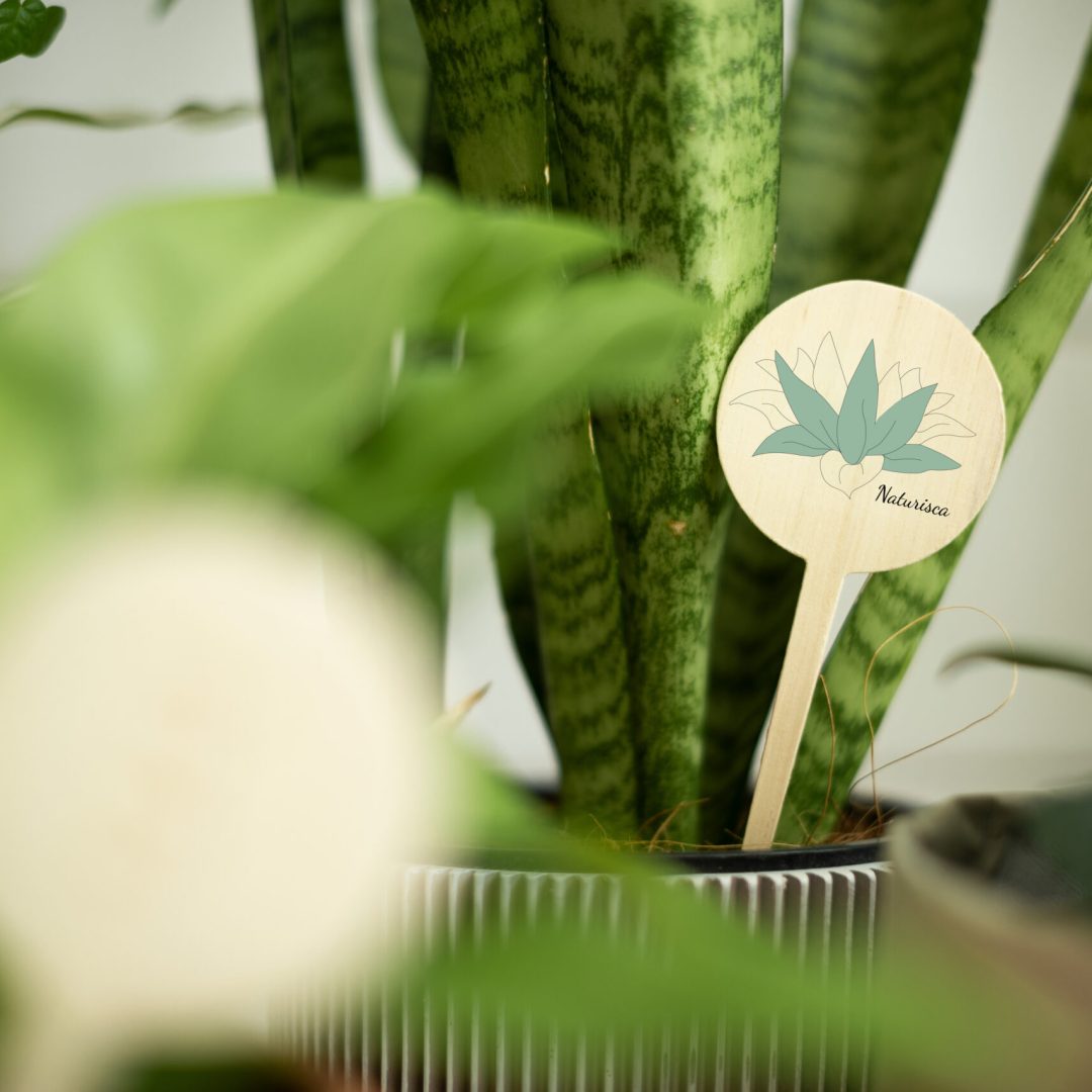 LOGO MOCKUP LOTUS